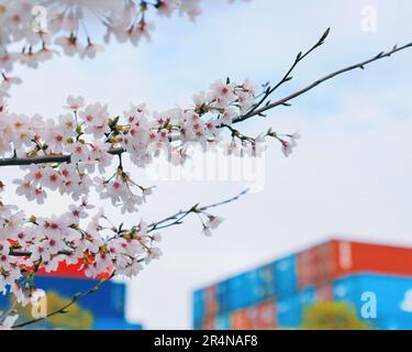 SUZHOU, CINA - 29 APRILE 2023 - (FILE) il porto di Taicang nel Mare dei fiori a Suzhou, provincia di Jiangsu, Cina, 29 marzo 2023. Foto Stock
