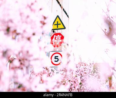 SUZHOU, CINA - 29 APRILE 2023 - (FILE) il porto di Taicang nel Mare dei fiori a Suzhou, provincia di Jiangsu, Cina, 29 marzo 2023. Foto Stock