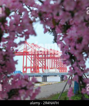 SUZHOU, CINA - 29 APRILE 2023 - (FILE) il porto di Taicang nel Mare dei fiori a Suzhou, provincia di Jiangsu, Cina, 29 marzo 2023. Foto Stock