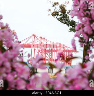 SUZHOU, CINA - 29 APRILE 2023 - (FILE) il porto di Taicang nel Mare dei fiori a Suzhou, provincia di Jiangsu, Cina, 29 marzo 2023. Foto Stock