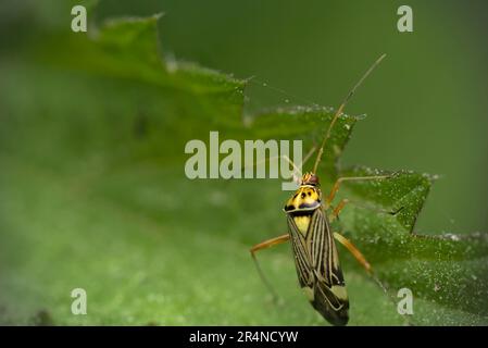 Singolo bug capside (Rhabdomiris striatellus) che striscio su ortica (Urtica sp.) Macro fotografia, insetti, vero bug, biodiversità Foto Stock