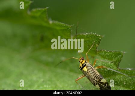 Singolo bug capside (Rhabdomiris striatellus) che striscio su ortica (Urtica sp.) Macro fotografia, insetti, vero bug, biodiversità Foto Stock