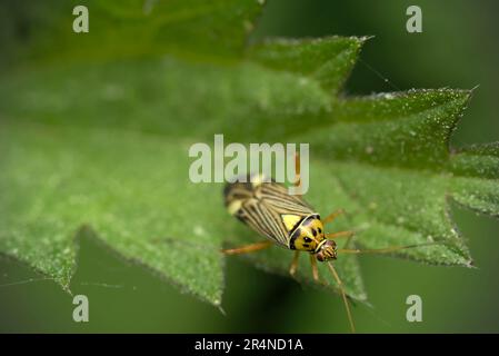 Singolo bug capside (Rhabdomiris striatellus) che striscio su ortica (Urtica sp.) Macro fotografia, insetti, vero bug, biodiversità Foto Stock