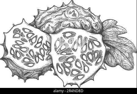 Abbozzo di frutta di melone cornuto Illustrazione Vettoriale