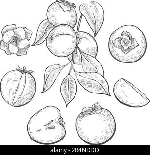 Frutta di persimmon disegnata a mano Illustrazione Vettoriale