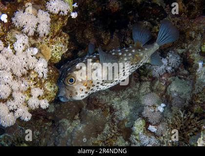 Un pesce Burrfish giallo (Cyclichthys spilostylus) nel Mar Rosso, Egitto Foto Stock