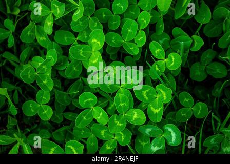 Primo piano di un vero trifoglio di foglie su sfondo verde del campo di shamrock. Clovers erba texture. Foglie naturali astratte nella foresta con spazio copia, vie top Foto Stock