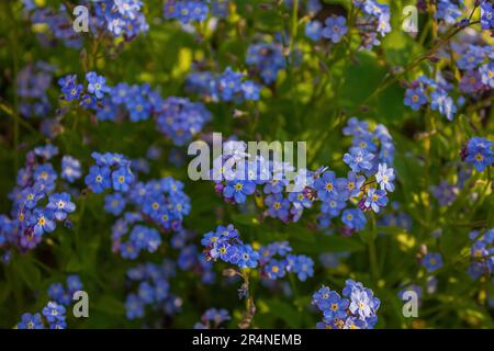 Blu Forget me non Fiori fioritura su sfondo verde (Forget-me-nots, Myosotis sylvatica, Myosotis scorpioides). Sfondo primavera fioritura. Primo piano Foto Stock