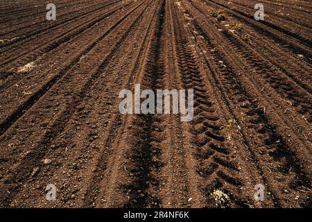 I cingoli degli pneumatici del trattore nel terreno arato in prospettiva decrescente Foto Stock