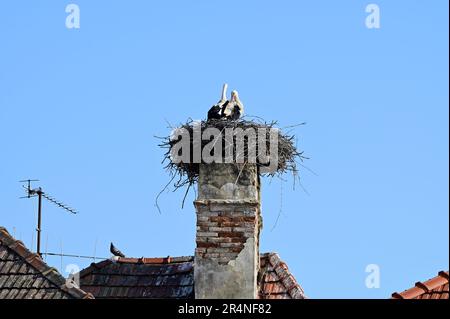 Rust, Burgenland, Austria. Cicogne bianche (Ciconia ciconia) a Rust Foto Stock