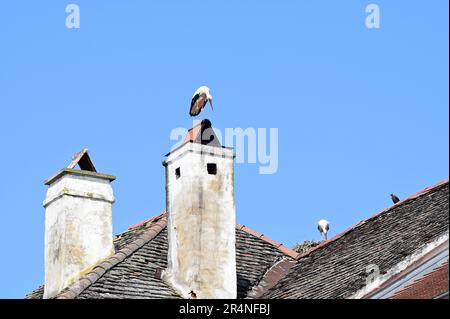 Rust, Burgenland, Austria. Cicogne bianche (Ciconia ciconia) a Rust Foto Stock