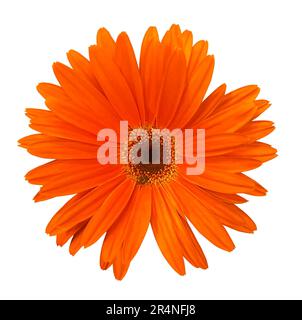 Singolo fiore arancione Gerbera isolato su sfondo bianco. Oggetto con maschera di ritaglio. Elemento di progettazione. Foto Stock