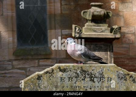 Pigeon seduto su una vecchia lapide in un piccolo cimitero di campagna Foto Stock