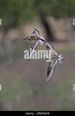 Dunlin (Calidris alpina) e Curlew Sandpiper (C.ferruginea) e Sandpiper in volo Provincia di Malaga, Andalusia, Spagna Aprile Foto Stock