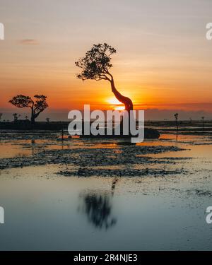 I mangrovie di Walakiri Beach, Sumba Island, Indonesia durante il tramonto e la bassa marea in luce soffusa. Chiamati alberi danzanti. Foto Stock