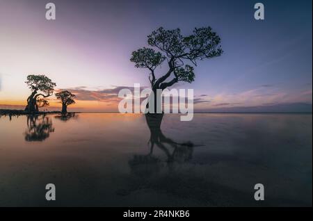 I mangrovie di Walakiri Beach, Sumba Island, Indonesia durante il tramonto e la bassa marea in luce soffusa. Chiamati alberi danzanti. Foto Stock