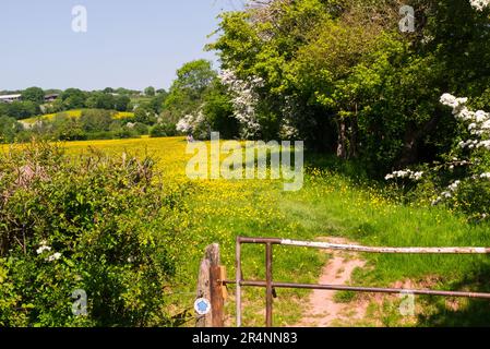 Uomo e donna che camminano lungo l'Herefordshire Trail a Peterchurch Herefordshire Inghilterra Regno Unito in un incantevole giorno di maggio Foto Stock