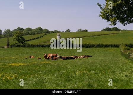 Mucche e vitelli che riposano in un campo di boccale visto dal Sentiero Herefordshire un percorso a piedi lungo distanza Peterchurch Herefordshire Inghilterra UK ON Foto Stock