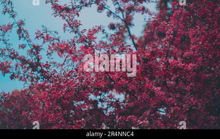 Su un bellissimo albero di ciliegio su uno sfondo blu cielo, fiori rosa vibranti fioriscono brillantemente. La bellezza naturale e la natura fugace di ti Foto Stock