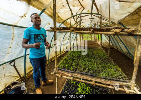 Orto serra del Kumbali Country Lodge a Lilongwe, Malawi Foto Stock