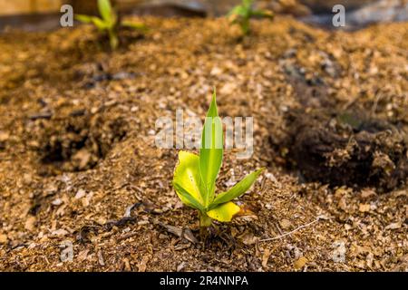I germogli crescono dalla vecchia radice di un albero di banana. Propagazione di piante di banane presso la fattoria di banane Nature's Gift nella tenuta di Kumbali a Lilongwe, Malawi. Piantagione di banane al Kumbali Country Lodge a Lilongwe, Malawi Foto Stock