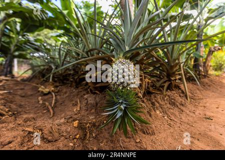 Ananas al Kumbali Country Lodge a Lilongwe, Malawi Foto Stock