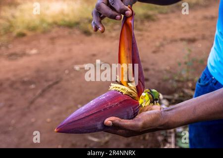 Foglia di involucro rosso sotto la quale maturano le banane. Piantagione di banane al Kumbali Country Lodge a Lilongwe, Malawi Foto Stock