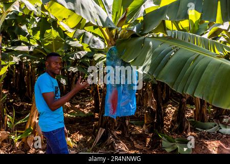 Una pellicola protegge gli steli della frutta dagli insetti poco prima della raccolta. Piantagione di banane al Kumbali Country Lodge a Lilongwe, Malawi Foto Stock