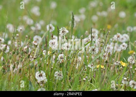 Pioggia bagnata dente bianco in prato Foto Stock