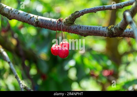 Tre ciliegie meravigliose e colorate, sull'albero Foto Stock