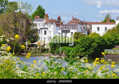 Il Riverside a Twickenham in una calda giornata estiva Greater London England UK Foto Stock
