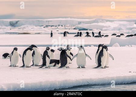 Adelie Pinguins su Ice Floe, Capo Crozier, Ross Island, Ross Sea, Antartide Foto Stock