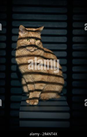 Carino zenzero gatto guardare curiosi all'aperto attraverso i ciechi nel tramonto. Foto Stock