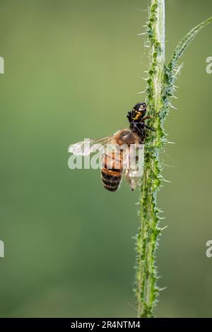 Il ragno vespa sta mangiando un'ape Foto Stock