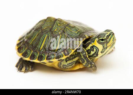 La tartaruga a corsoio dalla ventre gialla (Trachemys scripta scripta) isolata su sfondo bianco Foto Stock