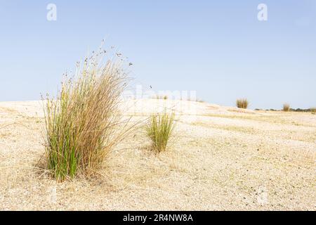 Paesaggio desertico. Lo scrub è sopravvissuto alla grande siccità causata dal cambiamento climatico. Foto Stock