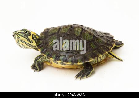 La tartaruga a corsoio dalla ventre gialla (Trachemys scripta scripta) isolata su sfondo bianco Foto Stock