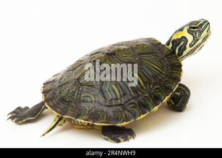 La tartaruga a corsoio dalla ventre gialla (Trachemys scripta scripta) isolata su sfondo bianco Foto Stock