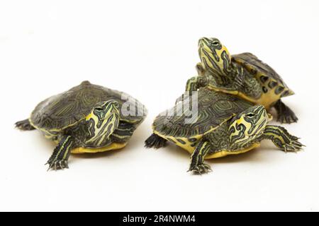 La tartaruga a corsoio dalla ventre gialla (Trachemys scripta scripta) isolata su sfondo bianco Foto Stock