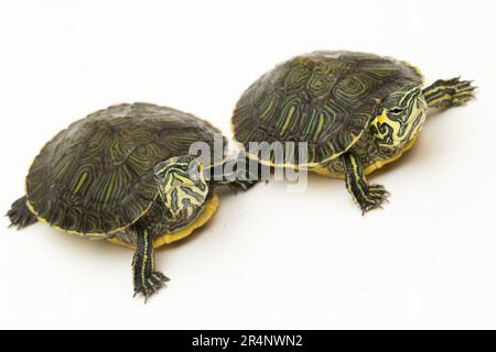 La tartaruga a corsoio dalla ventre gialla (Trachemys scripta scripta) isolata su sfondo bianco Foto Stock