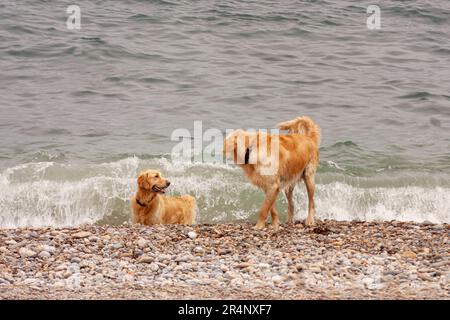 Due cani del Golden Retriever si riproducono sulla riva del mare. Uno di loro è appena uscito dal mare e sta guardando da un lato, l'altro sta guardando h Foto Stock