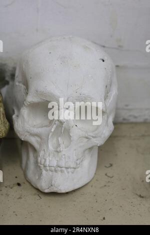 foto del cranio di un uomo in gesso sul pavimento vicino al muro Foto Stock