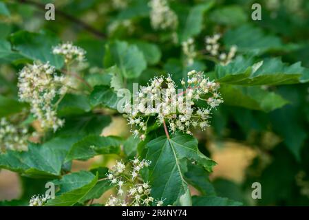 Acer tataricum, bianco Tatar acero fiori primo piano selettivo fuoco Foto Stock