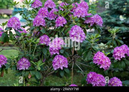 Rhododendron catawbiense, Catawba fiori rosebay in giardino selettivo fuoco Foto Stock