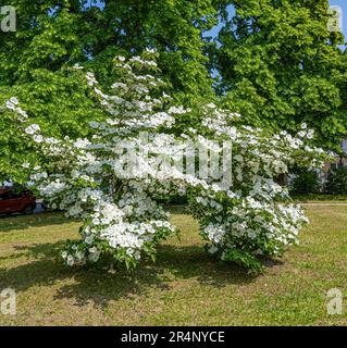 Fiori su un albero di dogwood nel giardino botanico Karlsruhe. Germania, Baden Wuerttemberg, Europa Foto Stock