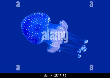 Campana galleggiante / medusa australiana macchiata / medusa marrone / medusa bianca (Phyllorhiza punctata) nuoto sott'acqua, Pacifico occidentale Foto Stock