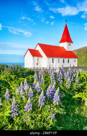 Vista mozzafiato della chiesa cristiana di Vikurkirkja con fiori di lupino in fiore. La destinazione turistica più popolare. Posizione: Vik villaggio nella valle di Myrdal Foto Stock