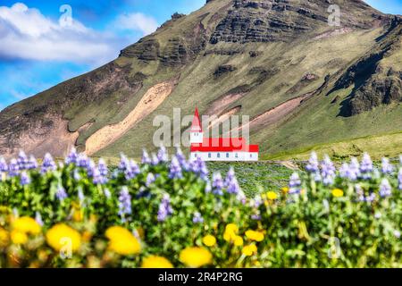 Vista mozzafiato della chiesa cristiana di Vikurkirkja con fiori di lupino in fiore. La destinazione turistica più popolare. Posizione: Vik villaggio nella valle di Myrdal Foto Stock