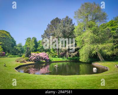 Vista panoramica di uno stagno nel parco cittadino "Westbroekpark" nella città dell'Aia in una splendida giornata primaverile Foto Stock