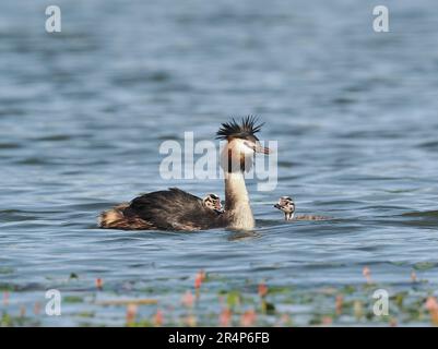 Grande grebe crested con recentemente hatched giovane. Nel mondo del birdwatching i giovani sono chiamati humbugs a causa delle loro teste striate che corrispondono ai dolci. Foto Stock